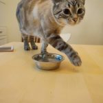 Cat doesn't drink water