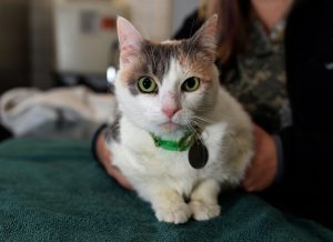 cat at vet