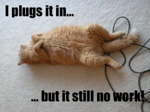 chewed wires